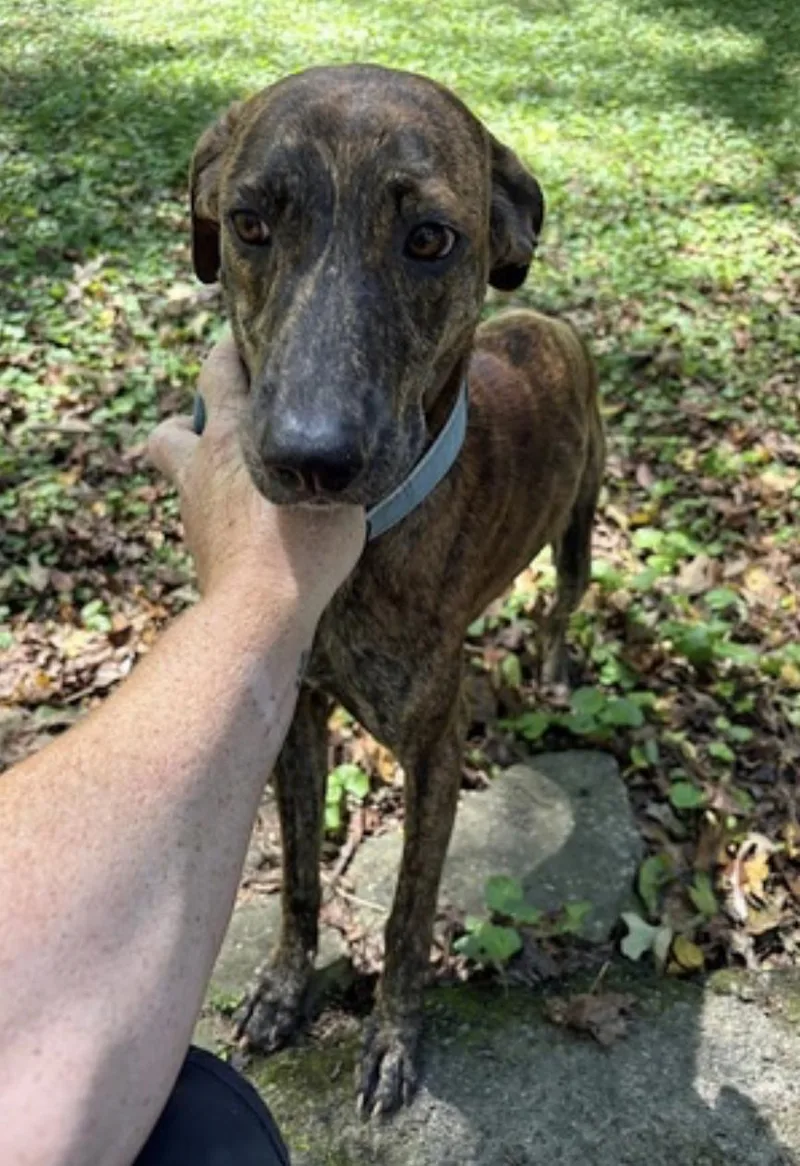 A young large-sized male Mountain Cur dog named Gage for adoption in Amherst, MA