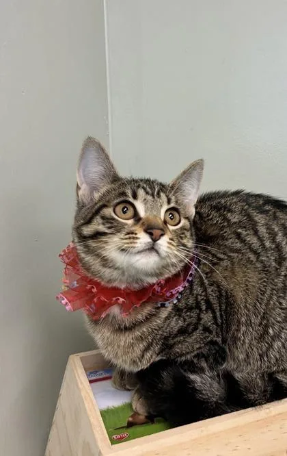 A baby medium-sized female Domestic Short Hair cat named Sable for adoption in Picayune, MS