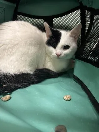 An adult medium-sized male Domestic Short Hair cat named Luni for adoption in Fallston, MD