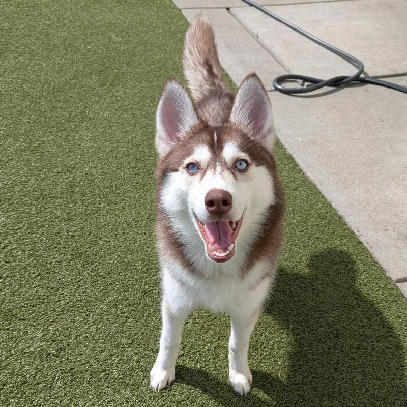 A young medium-sized female Red / Chestnut / Orange Husky dog named Scarlett for adoption in Toledo, OH