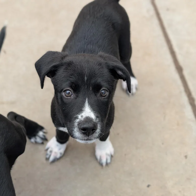 A baby medium-sized female Black Labrador Retriever dog named Skylar for adoption in Fenton, MI