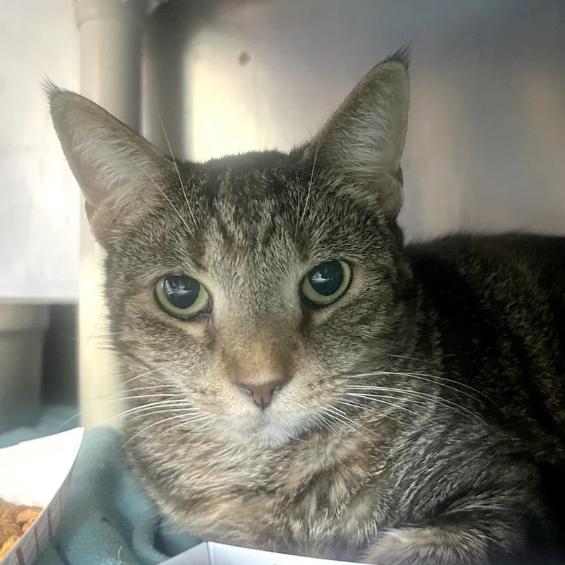 A senior large-sized female Domestic Short Hair cat named Moxy for adoption in Austin, TX