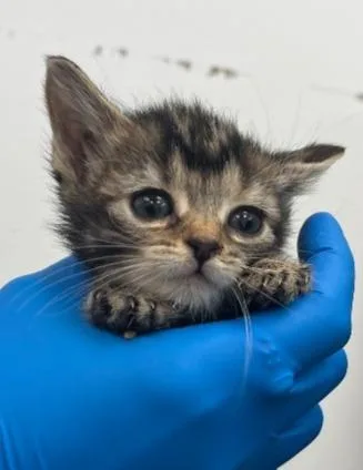 A baby small-sized female Domestic Short Hair cat named Cece for adoption in Hartsville, SC