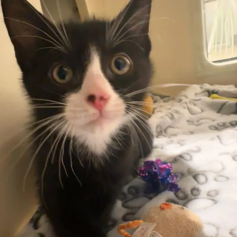 A baby small-sized male Black Domestic Short Hair cat named Persimmon for adoption in Sarasota, FL
