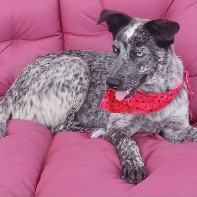 A young medium-sized female Black Australian Cattle Dog / Blue Heeler dog named Snow for adoption in Austin, TX