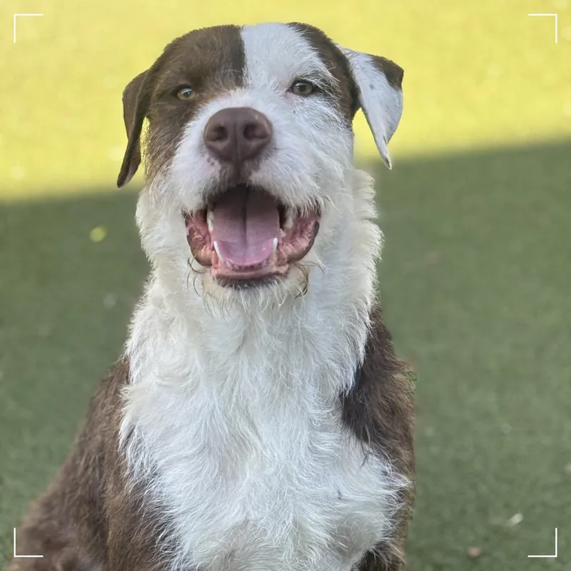 An adult medium-sized male Brown / Chocolate Terrier dog named Chubs for adoption in Upland, CA