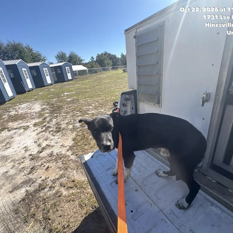 An adult medium-sized male Husky dog named Pepper for adoption in Hinesville, GA