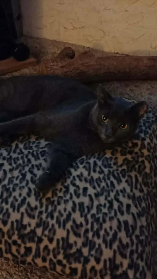 An adult medium-sized male Gray / Blue / Silver Domestic Short Hair cat named Valentine for adoption in Reading, PA