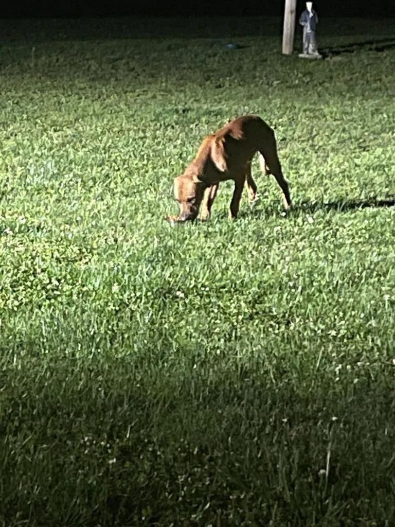 A young medium-sized male Mountain Cur dog named Myles for adoption in Bloomington, IN