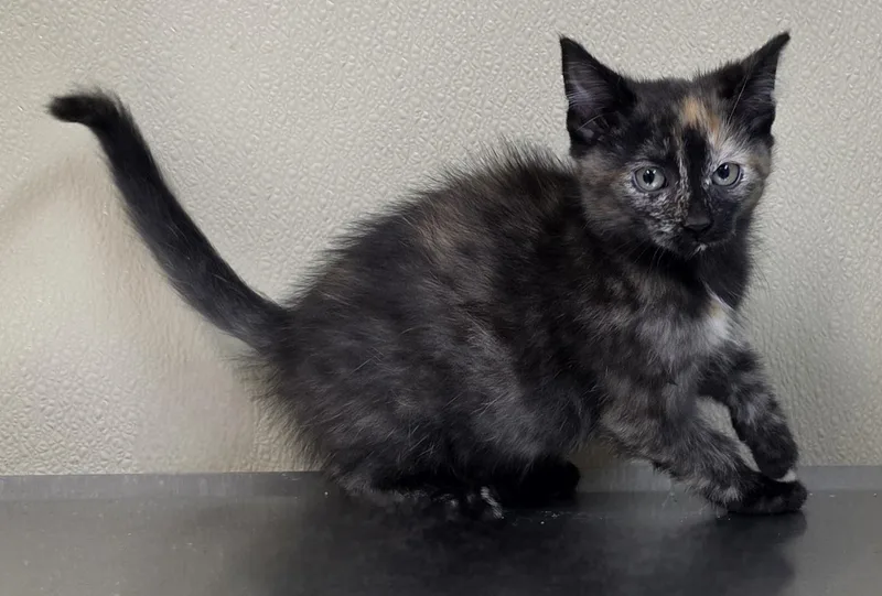 A baby medium-sized female Domestic Short Hair cat named Ella for adoption in Brainerd, MN