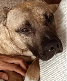 An adult large-sized male Pit Bull Terrier dog named Pauly D. for adoption in Atlanta, GA