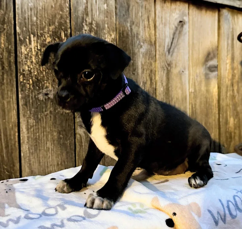 A baby small-sized female Jack Russell Terrier dog named Lili plushtoylitter for adoption in Houston, TX