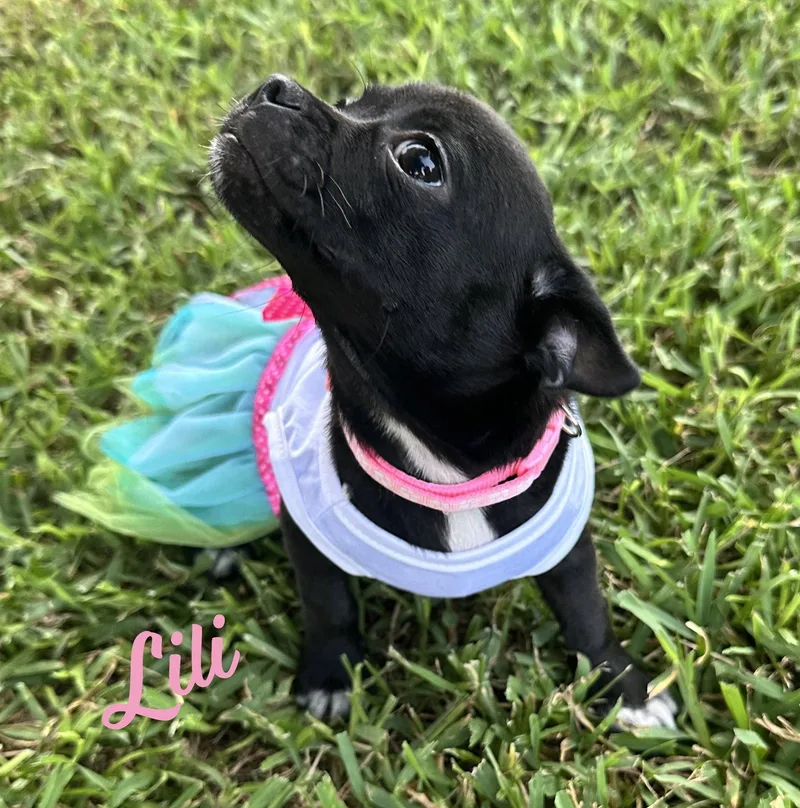 Lili plushtoylitter thumbnail 3