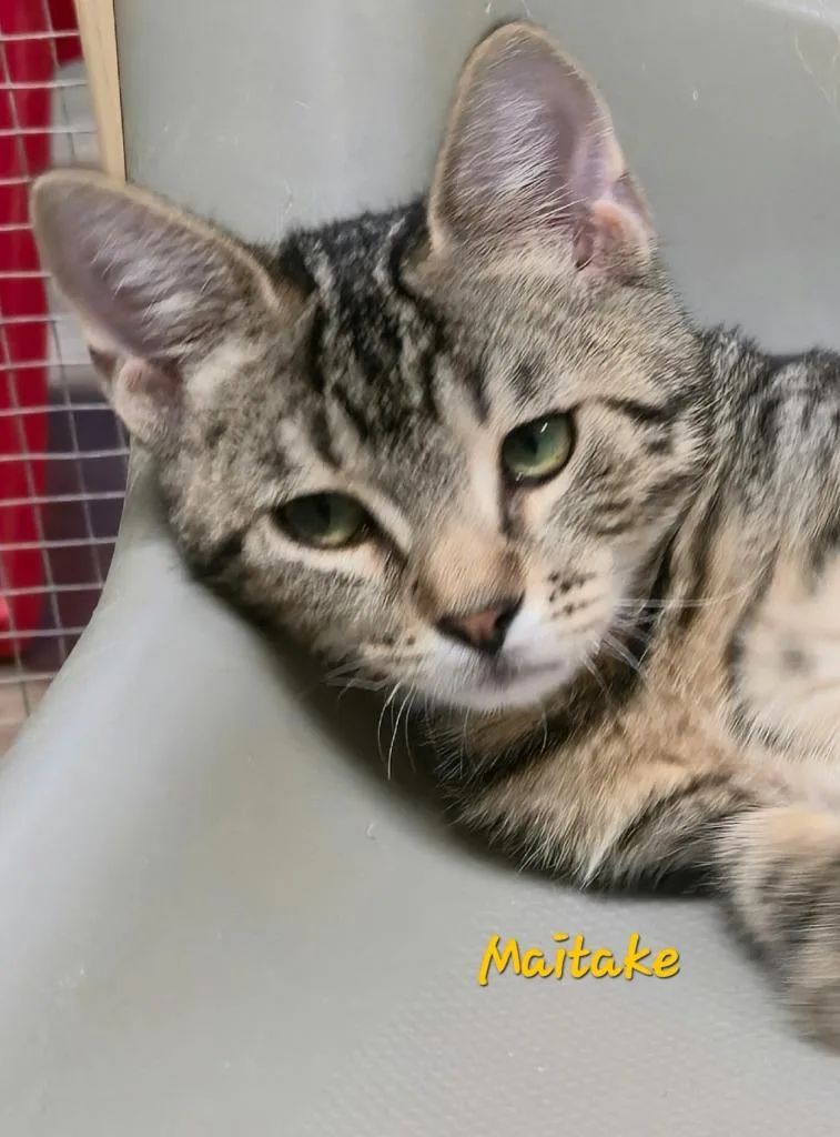 A baby medium-sized male Domestic Short Hair cat named Maitake for adoption in Cedar Rapids, IA