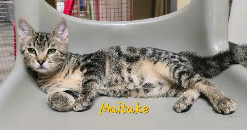 Maitake thumbnail 2