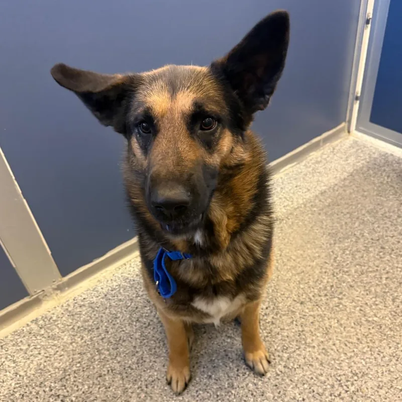An adult large-sized male German Shepherd Dog dog named Ricotta for adoption in Great Falls, MT