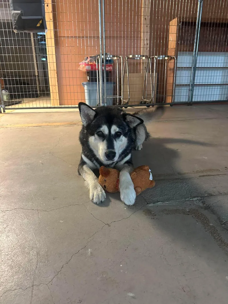 An adult large-sized male Husky dog named Nimbus for adoption in Grand Forks, ND