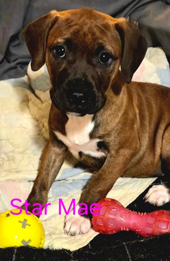 Star Mae