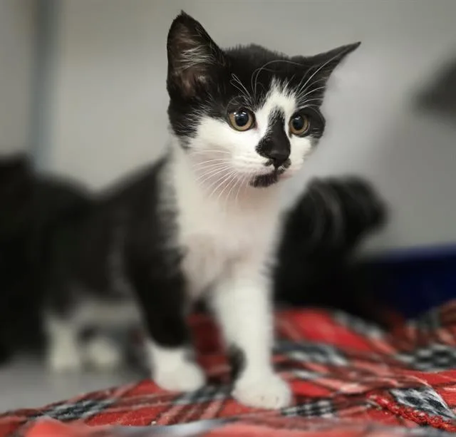 A baby small-sized female Domestic Short Hair cat named Rook for adoption in Aliquippa, PA