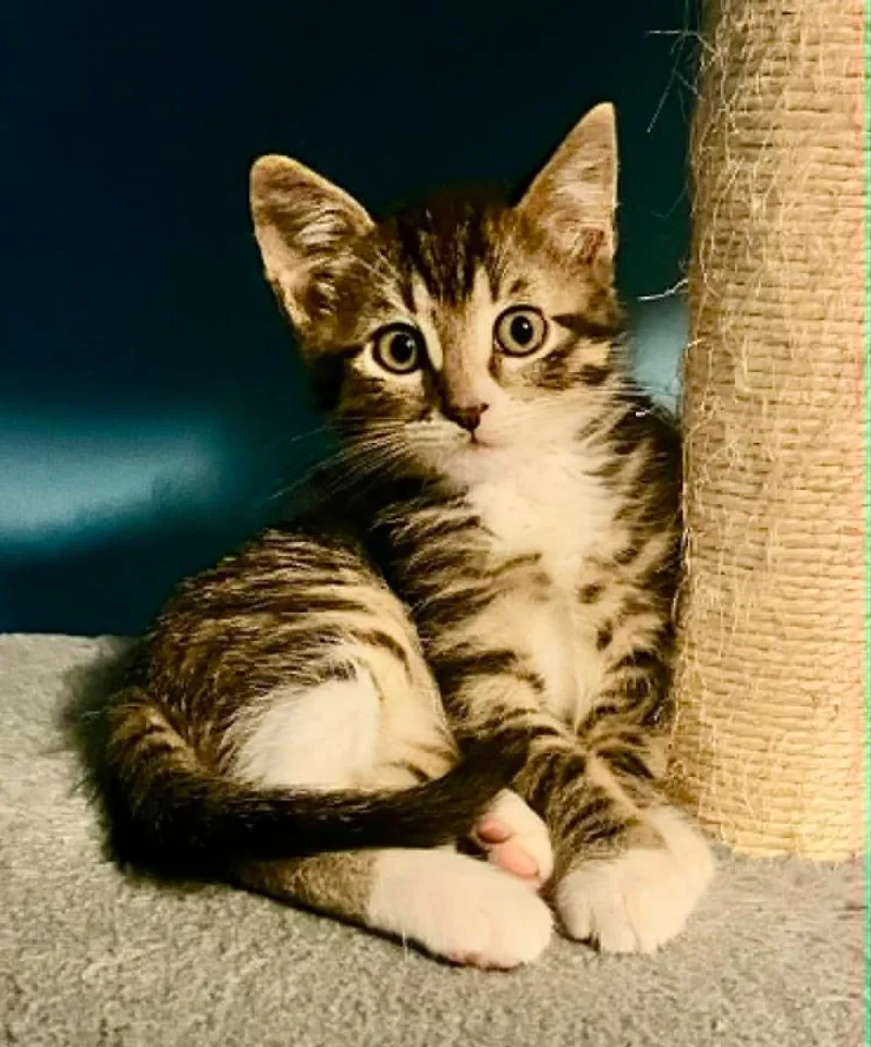 A baby small-sized male Domestic Medium Hair cat named Joe for adoption in Urbandale, IA