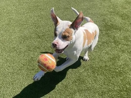 An adult large-sized male Mixed Breed dog named Minilla for adoption in Independence, MO