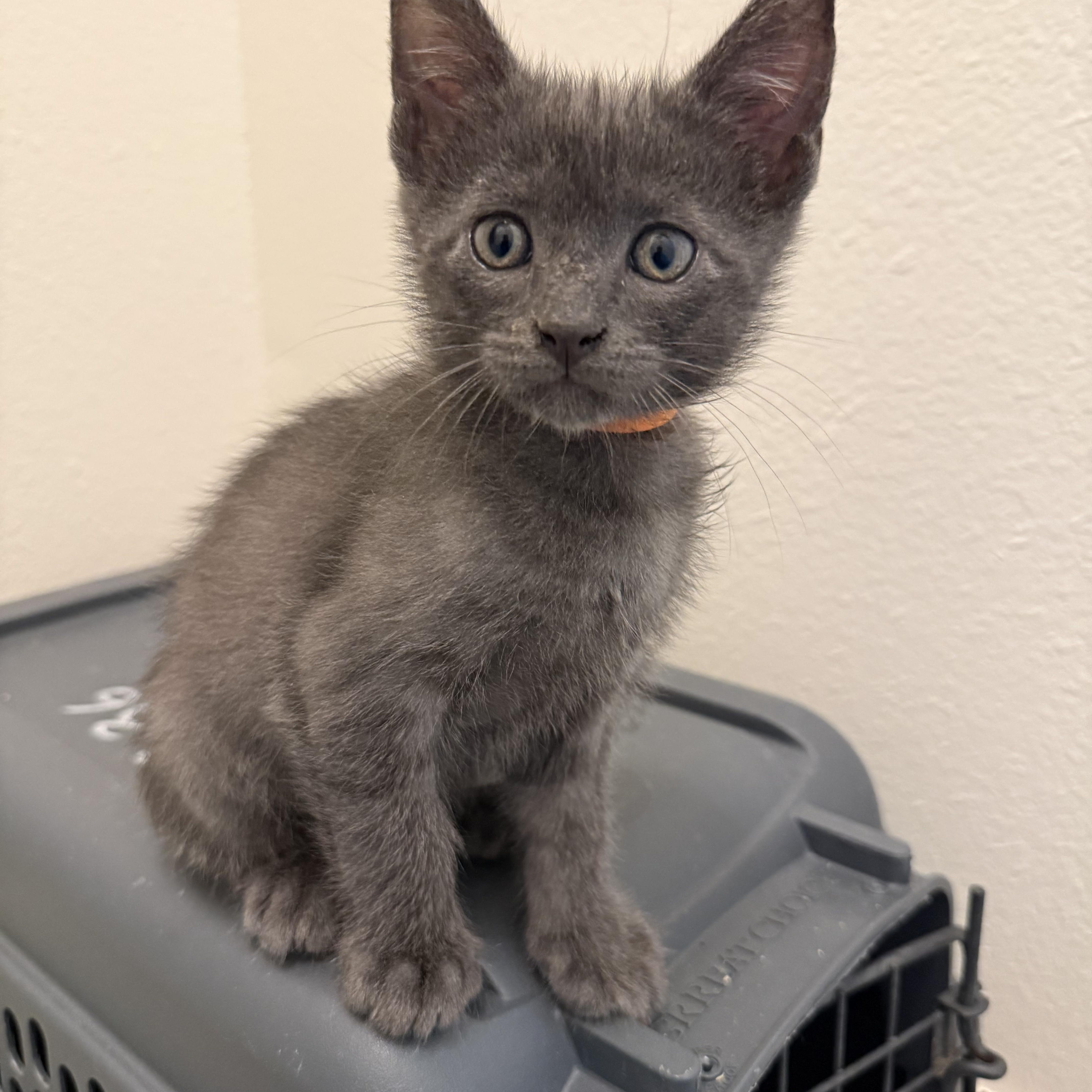 A baby medium-sized male Gray / Blue / Silver Domestic Short Hair cat named Smokey for adoption in Bryan, TX
