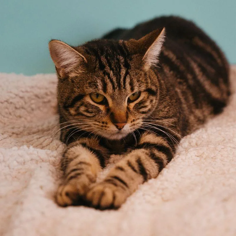 An adult medium-sized female Domestic Short Hair cat named Strawberry for adoption in Jackson, WY