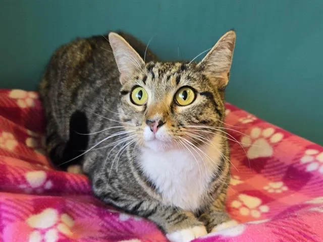 A young medium-sized female Domestic Short Hair cat named Kim Wexler for adoption in Auburn, CA