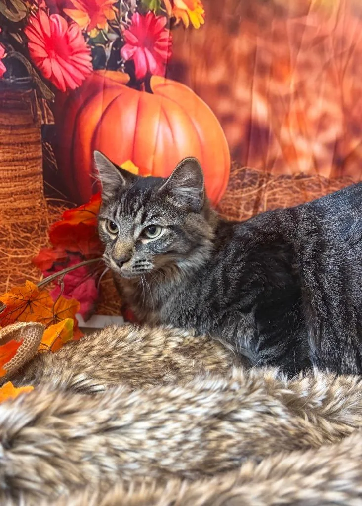 A baby medium-sized male Domestic Short Hair cat named Duke for adoption in Wintersville, OH