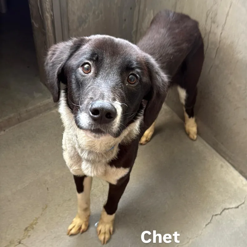 A young medium-sized male Black Border Collie dog named Chet A for adoption in Mission Hills, CA