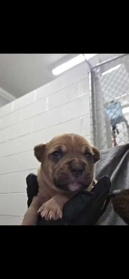 A baby small-sized male Chihuahua dog named Woody for adoption in Sevierville, TN