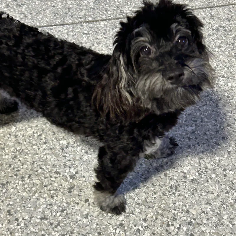 A young small-sized female Black Havanese dog named Diane . lbs black for adoption in Antwerp, OH