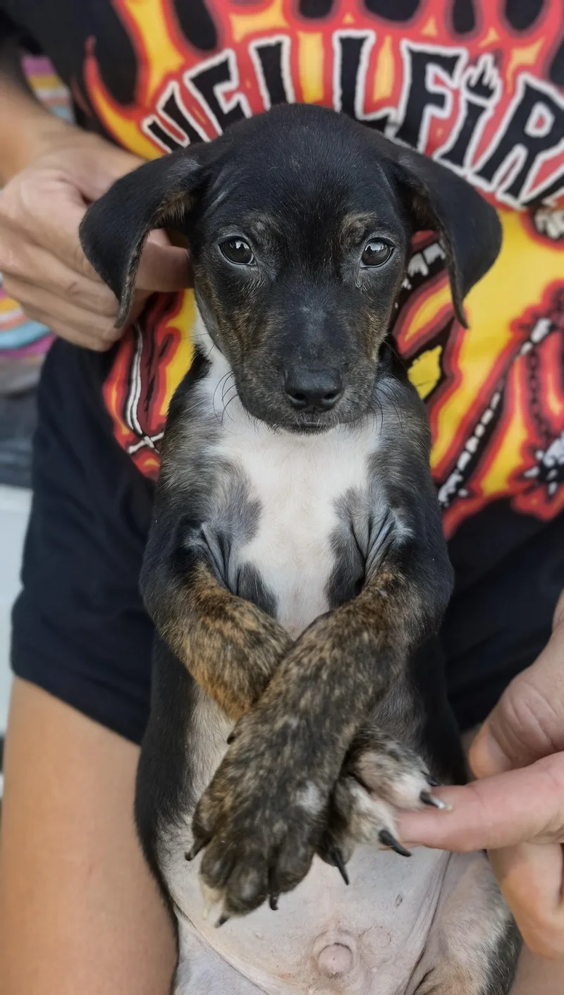 A baby medium-sized male Black Dachshund dog named Tony for adoption in Cleveland, TX