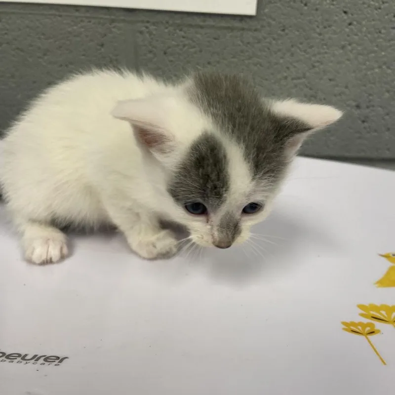 A baby small-sized female White Domestic Short Hair cat named Bleu Cheese for adoption in Allentown, PA