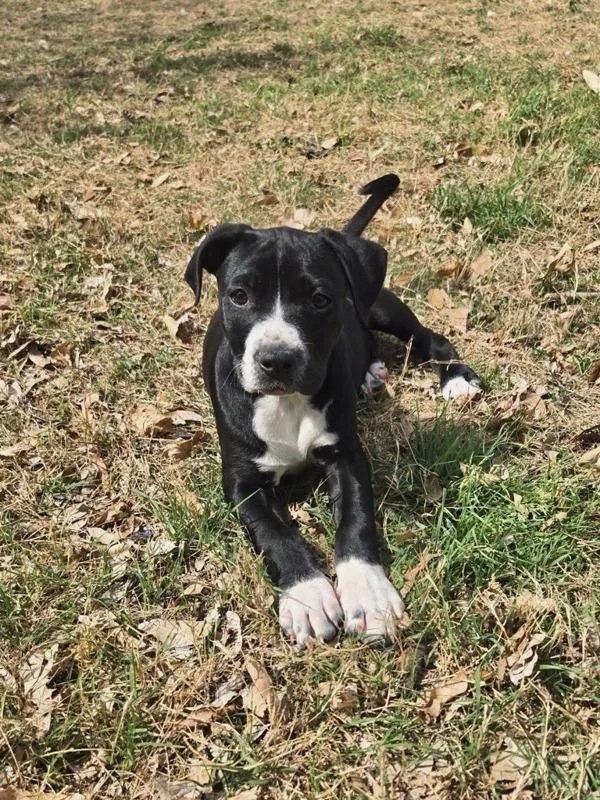 A young large-sized female Pit Bull Terrier dog named Blossom for adoption in Austin, TX