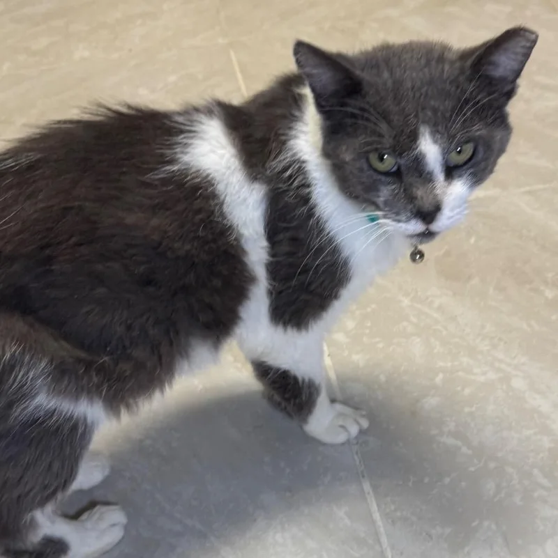 An adult medium-sized male Domestic Short Hair cat named Tom Tom for adoption in Saginaw, MI