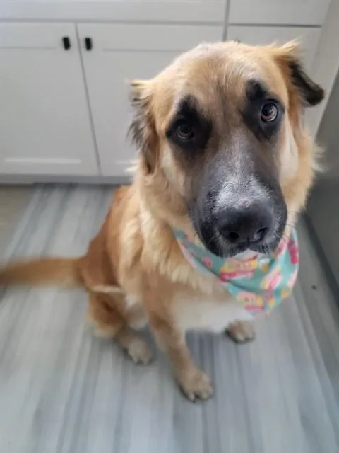 An adult large-sized female German Shepherd Dog dog named Clover for adoption in Mesa, AZ