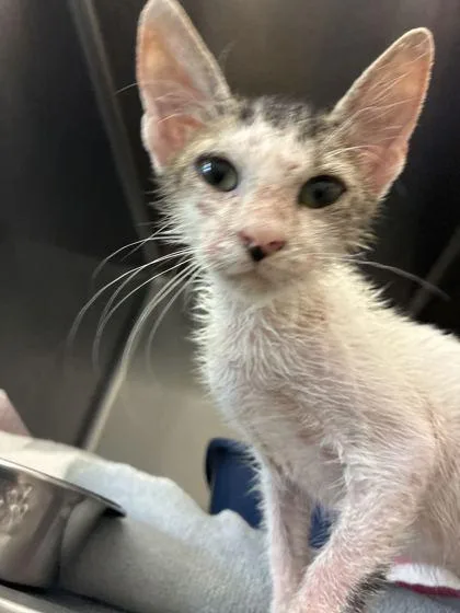 Floki