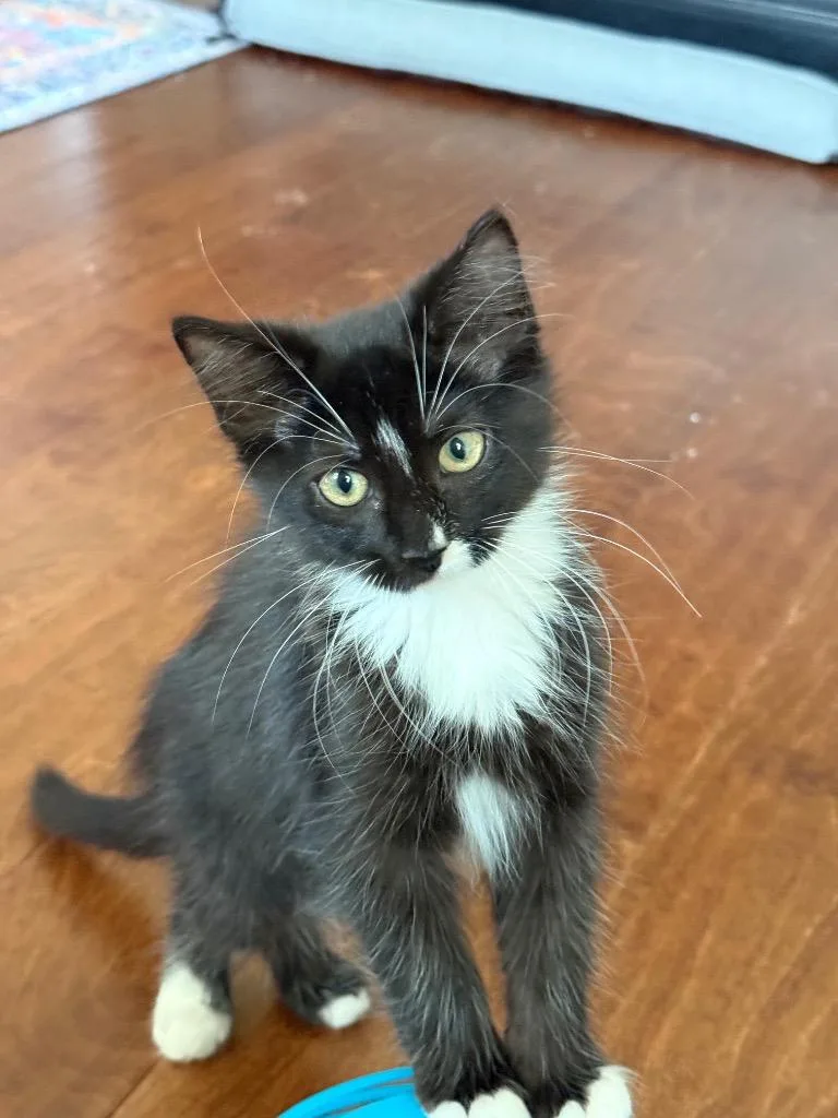 A baby small-sized female Domestic Medium Hair cat named Kit Kat for adoption in San Antonio, TX