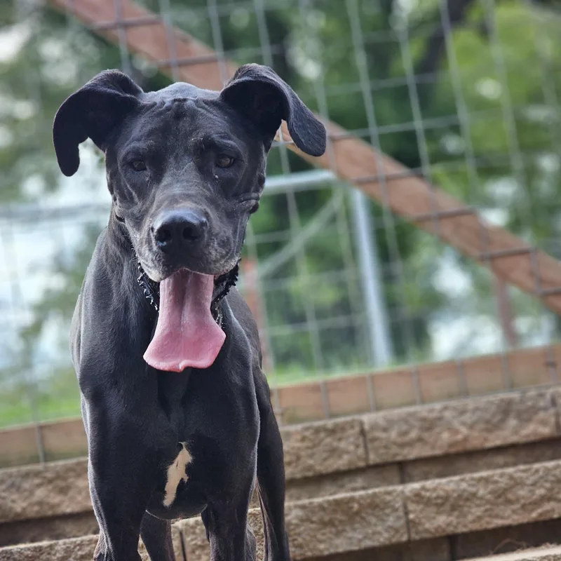 An adult extra large-sized male Great Dane dog named Domino so il for adoption in O Fallon, IL