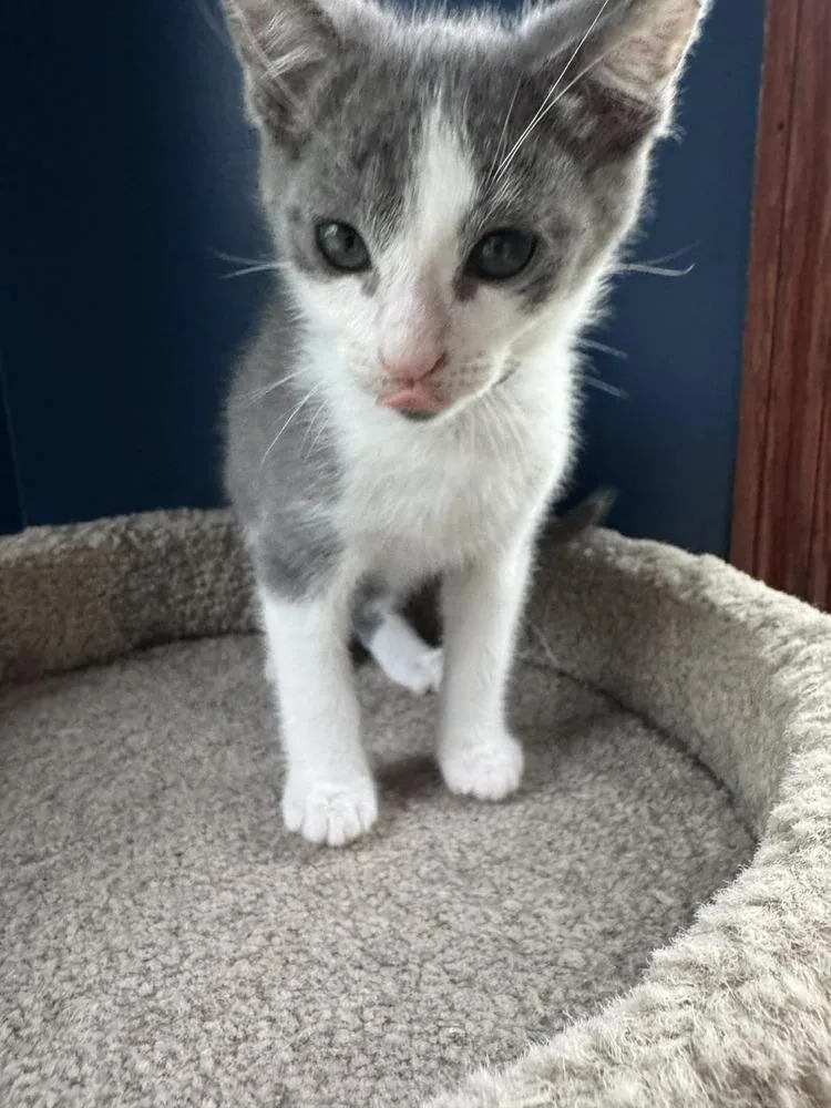 A baby medium-sized male Gray & White Domestic Short Hair cat named Crux for adoption in Clinton Township, MI