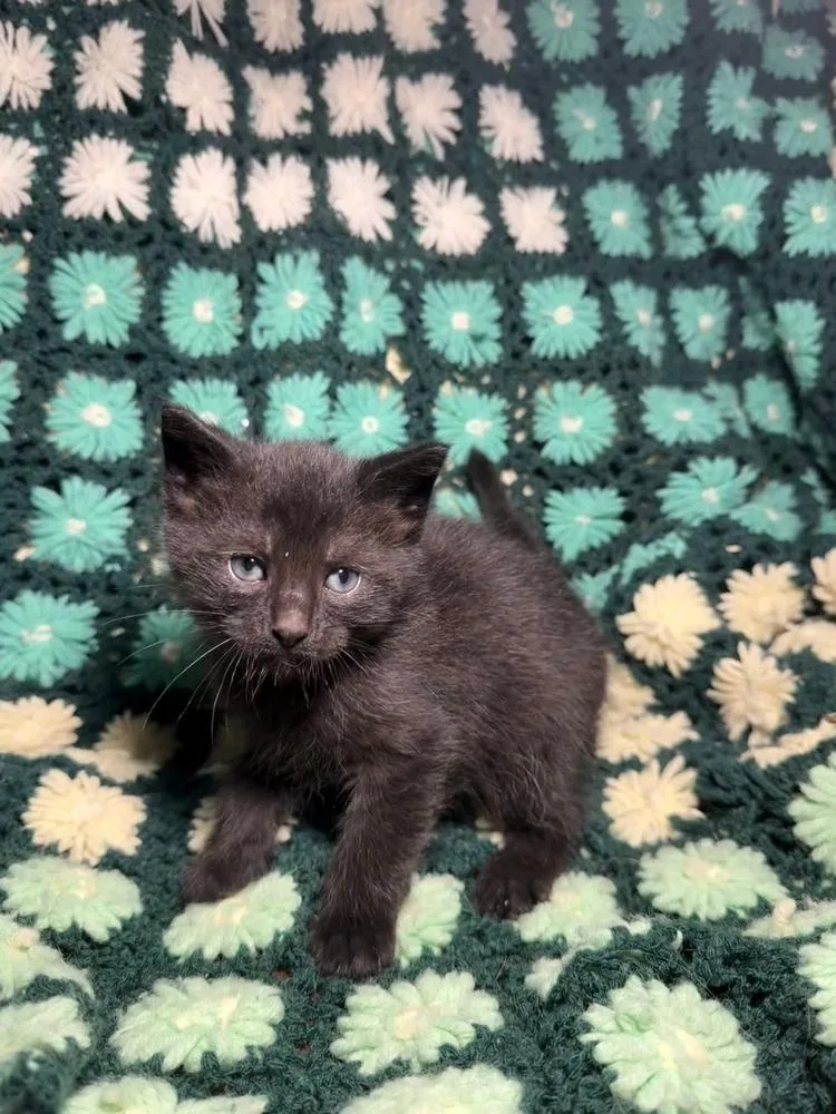 A baby small-sized male Black Domestic Short Hair cat named Elderberry for adoption in Evansville, IN