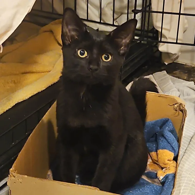 A baby medium-sized female Black Domestic Short Hair cat named Stella & Yoko for adoption in CHICAGO, IL