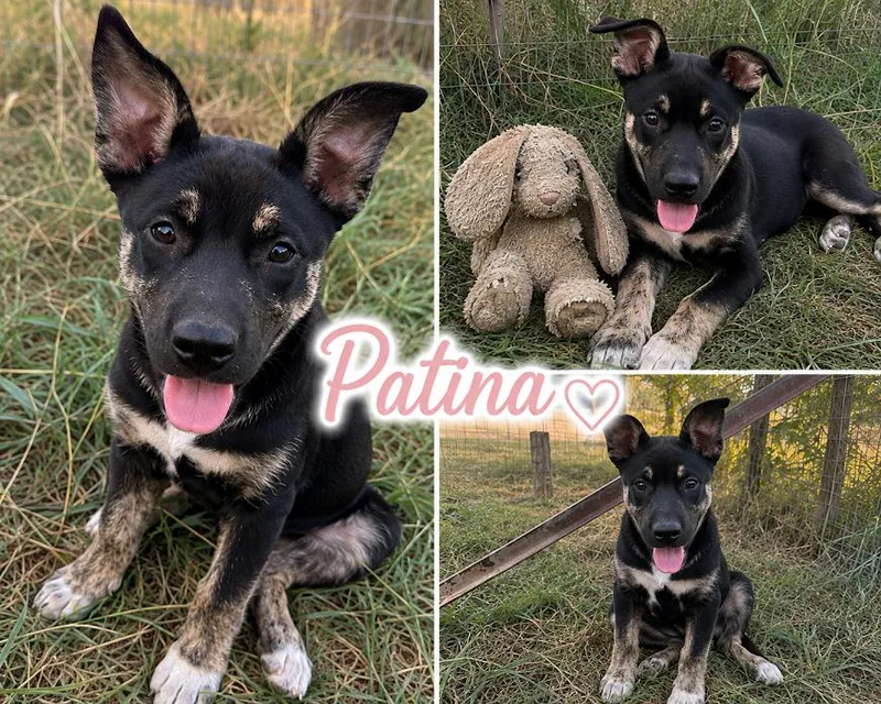 A baby medium-sized female Australian Shepherd dog named Patina for adoption in Zimmerman, MN