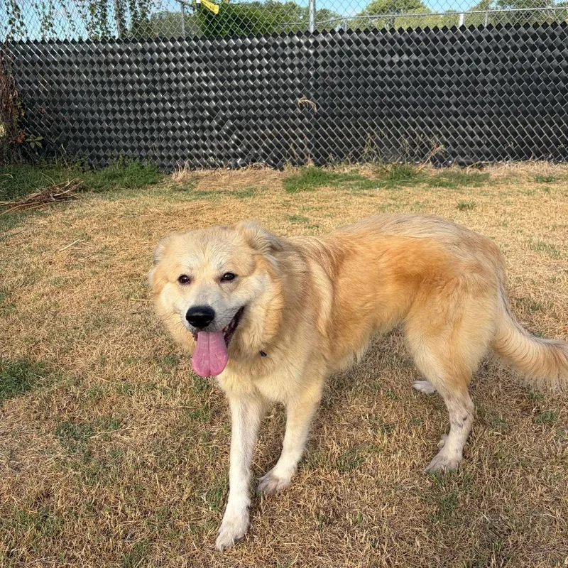 An adult medium-sized female White / Cream Great Pyrenees dog named Britely for adoption in Norman, OK