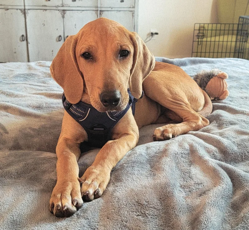 A baby medium-sized female Apricot / Beige Bloodhound dog named Dolliegirl for adoption in Semmes, AL