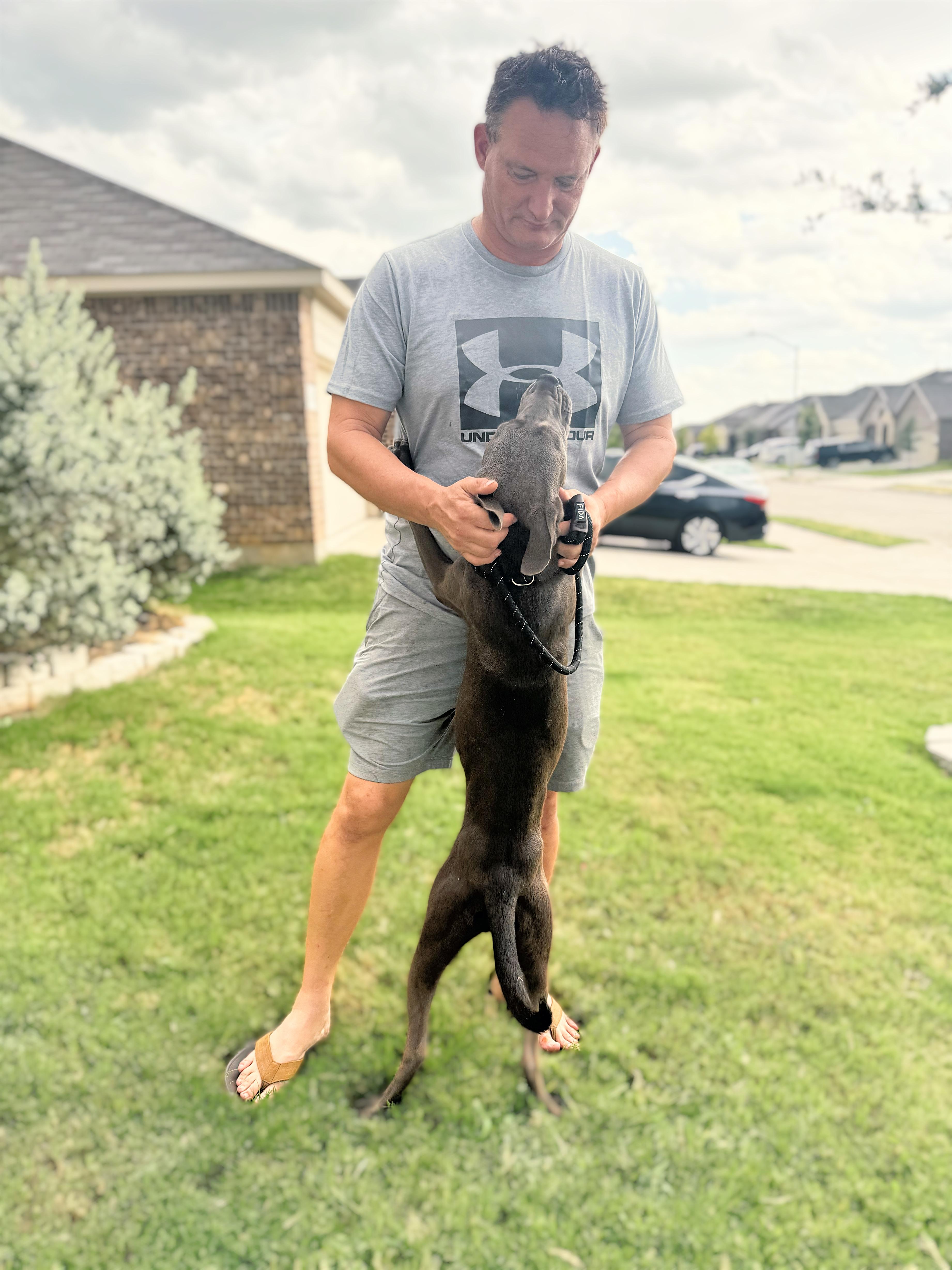 A young medium-sized male Gray / Blue / Silver American Staffordshire Terrier dog named Wally for adoption in Haslet, TX