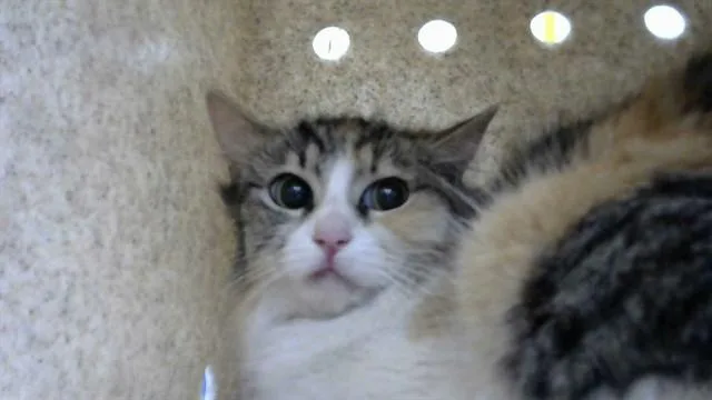 A young medium-sized female Domestic Medium Hair cat named Rose for adoption in Albuquerque, NM