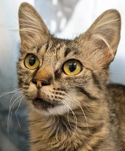 An adult small-sized female Tabby (Brown / Chocolate) Domestic Short Hair cat named Craggle for adoption in Encinitas, CA