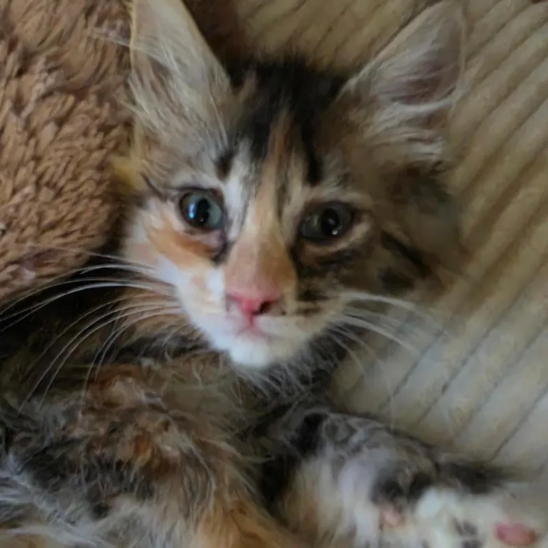 A baby medium-sized female Calico Domestic Long Hair cat named Marbles for adoption in Graham, WA